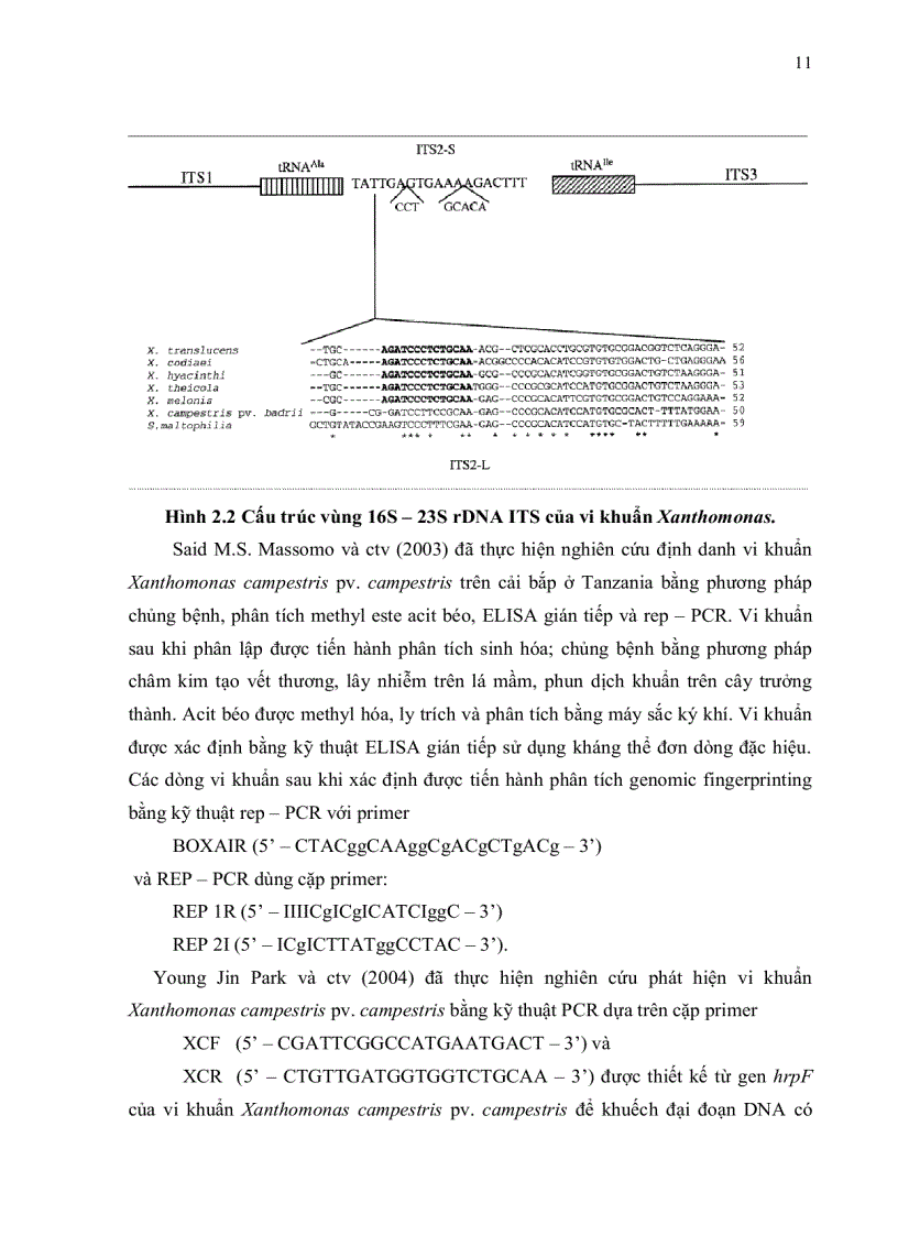 image for page Phân lập và định danh tác nhân gây bệnh đốm lá cây cải ngọt tại Tp HCM bằng phương pháp PCR và giải trình vùng 16S 23S rDNA