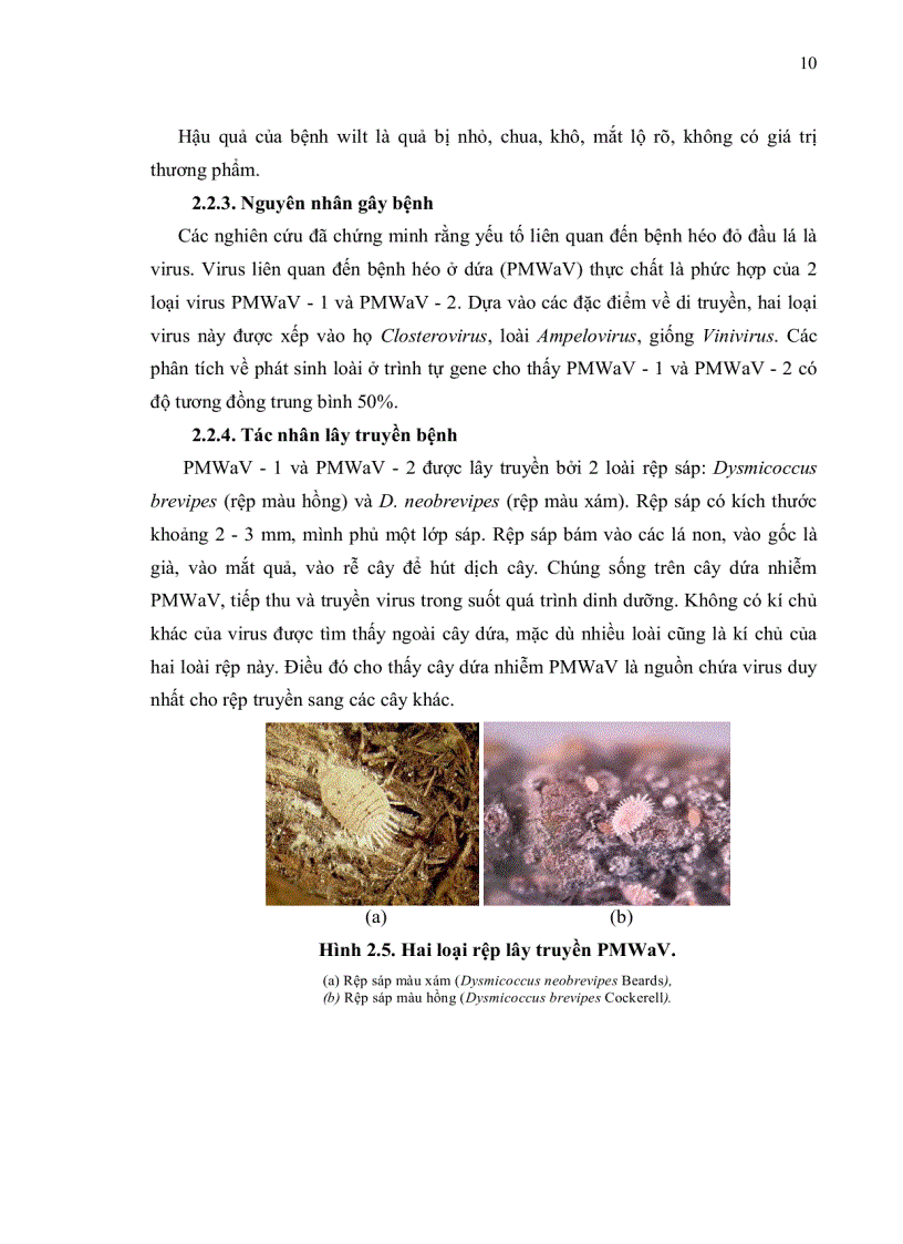 image for page Xác định gene liên quan đến tính kháng virus PMWaV gây bệnh héo đỏ đầu lá trên giống dứa Cayenne bằng phương pháp PCR thoái hoá