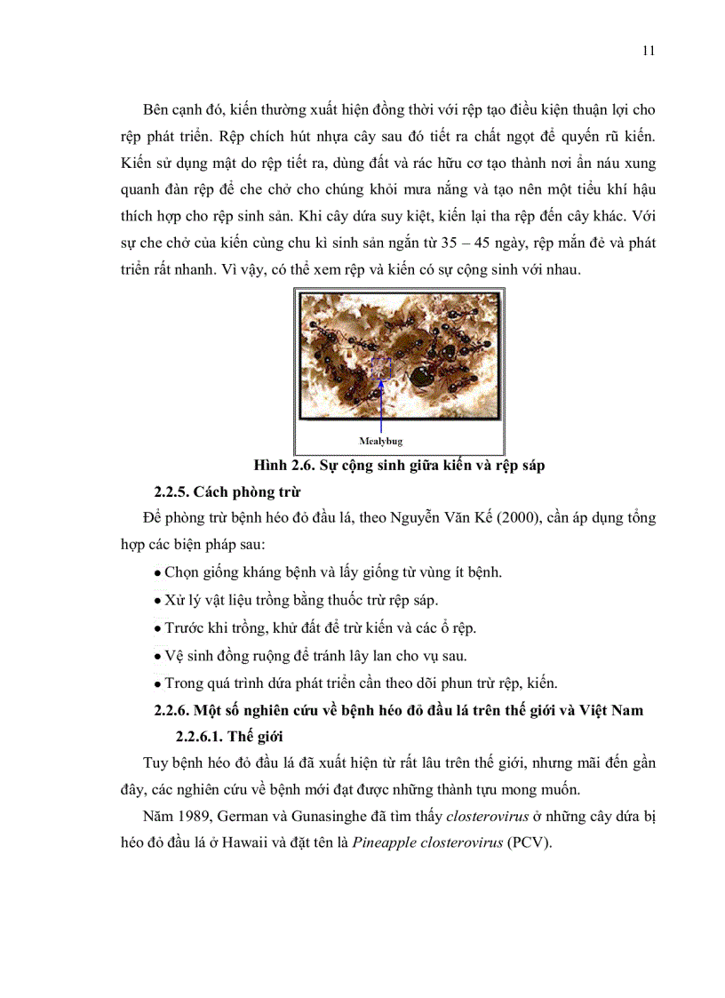 image for page Xác định gene liên quan đến tính kháng virus PMWaV gây bệnh héo đỏ đầu lá trên giống dứa Cayenne bằng phương pháp PCR thoái hoá