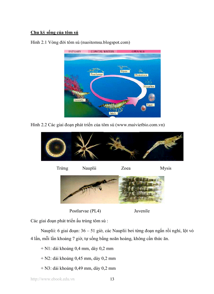 image for page Khảo sát quy trình nuôi tôm sú Penaeus monodon thâm canh bằng phương pháp sinh học