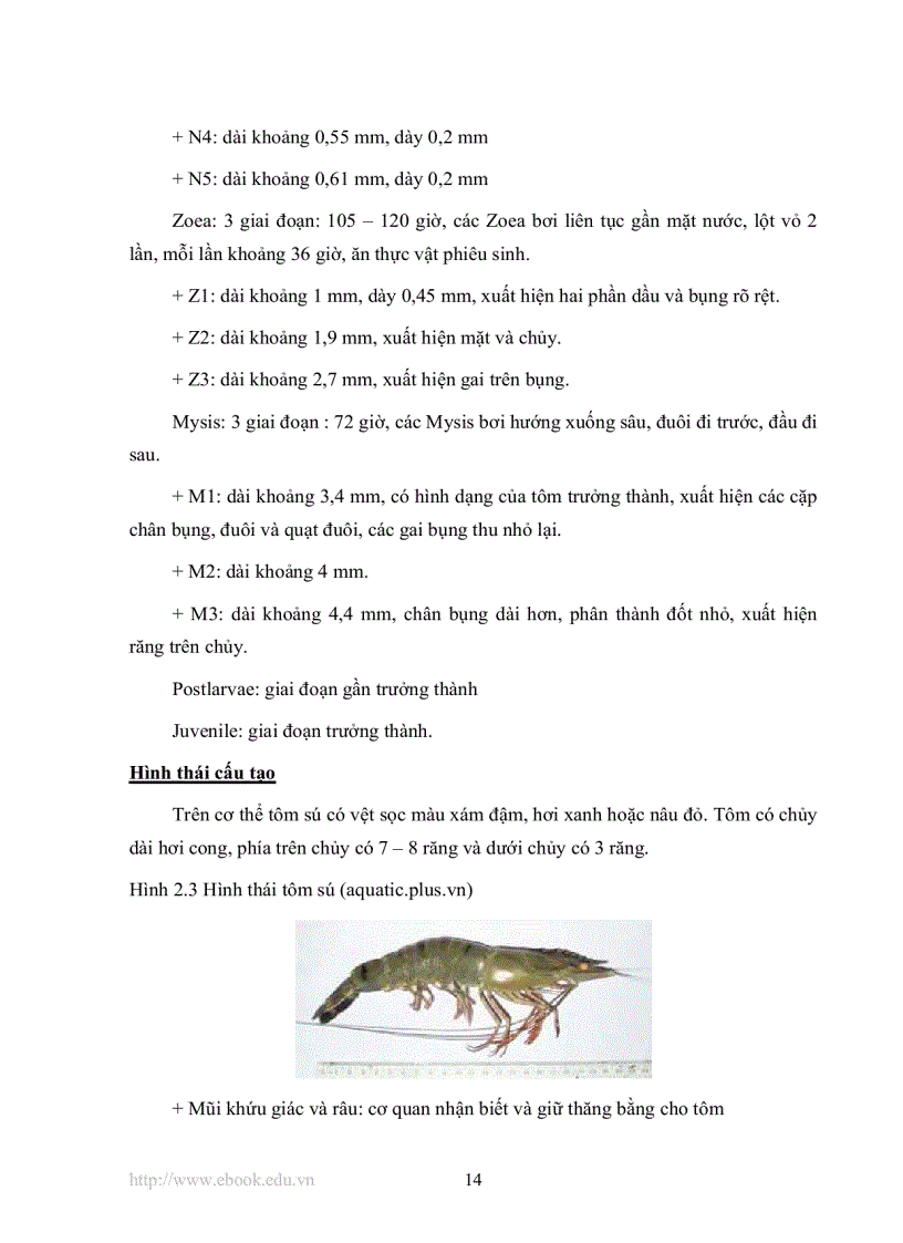 image for page Khảo sát quy trình nuôi tôm sú Penaeus monodon thâm canh bằng phương pháp sinh học