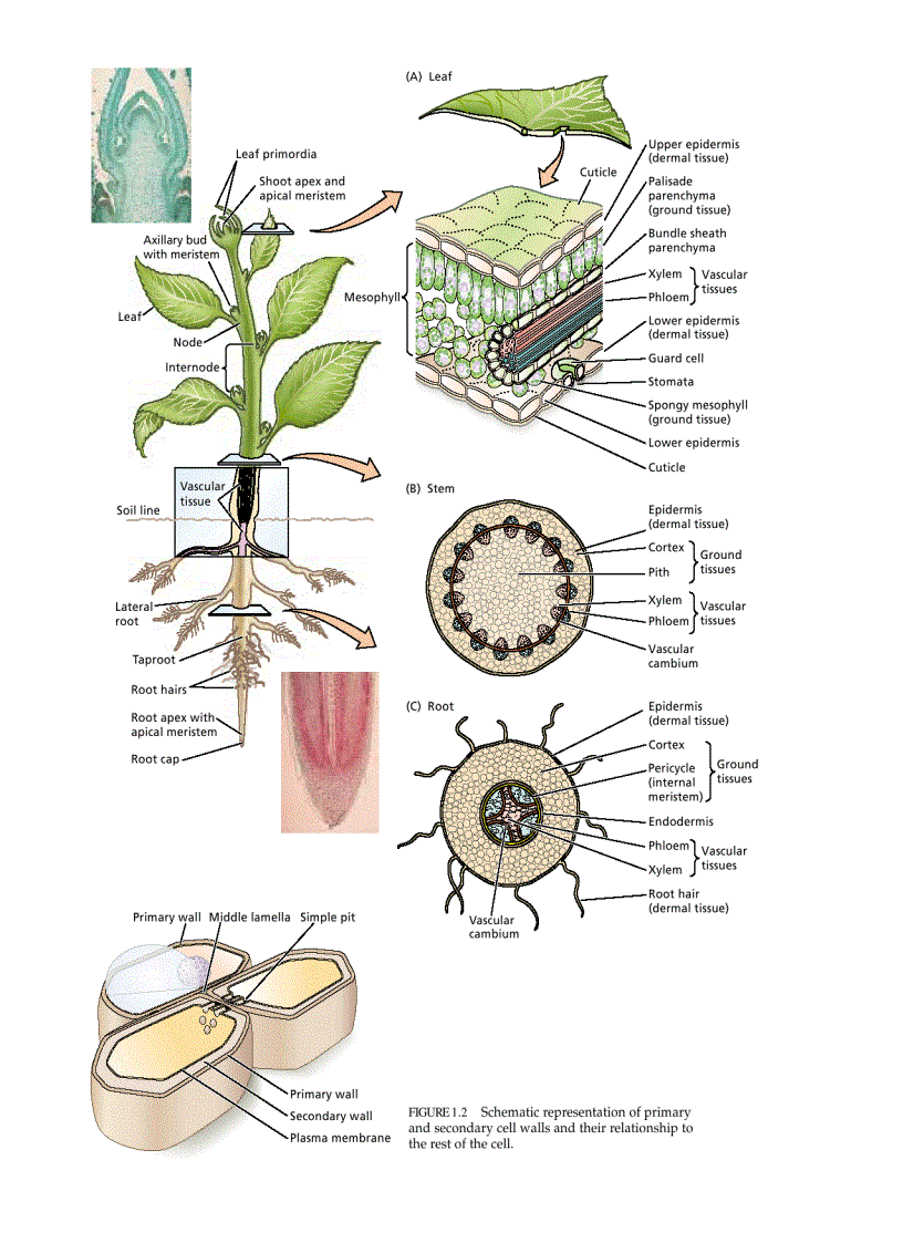 Sinh lý thực vật