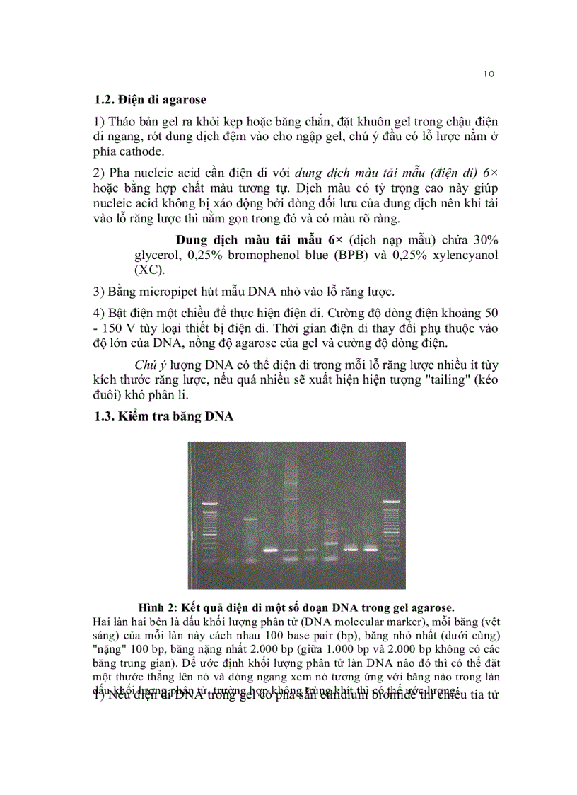 image for page Kỹ thuật cơ bản trong sinh học phân tử