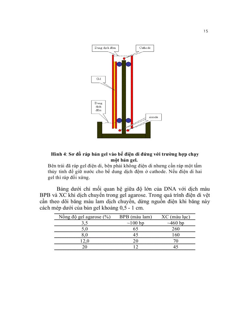 image for page Kỹ thuật cơ bản trong sinh học phân tử