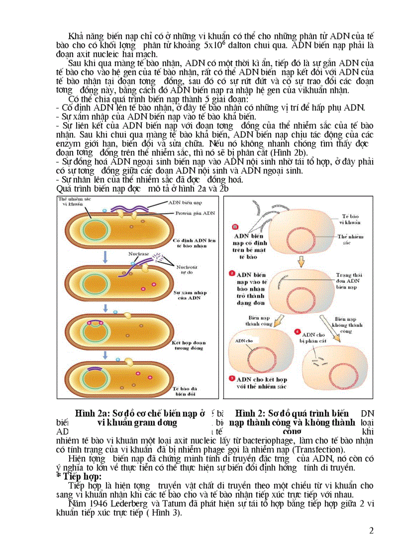 image for page Quá trình biến nạp tải nạp và tiếp hợp ở vi khuẩn