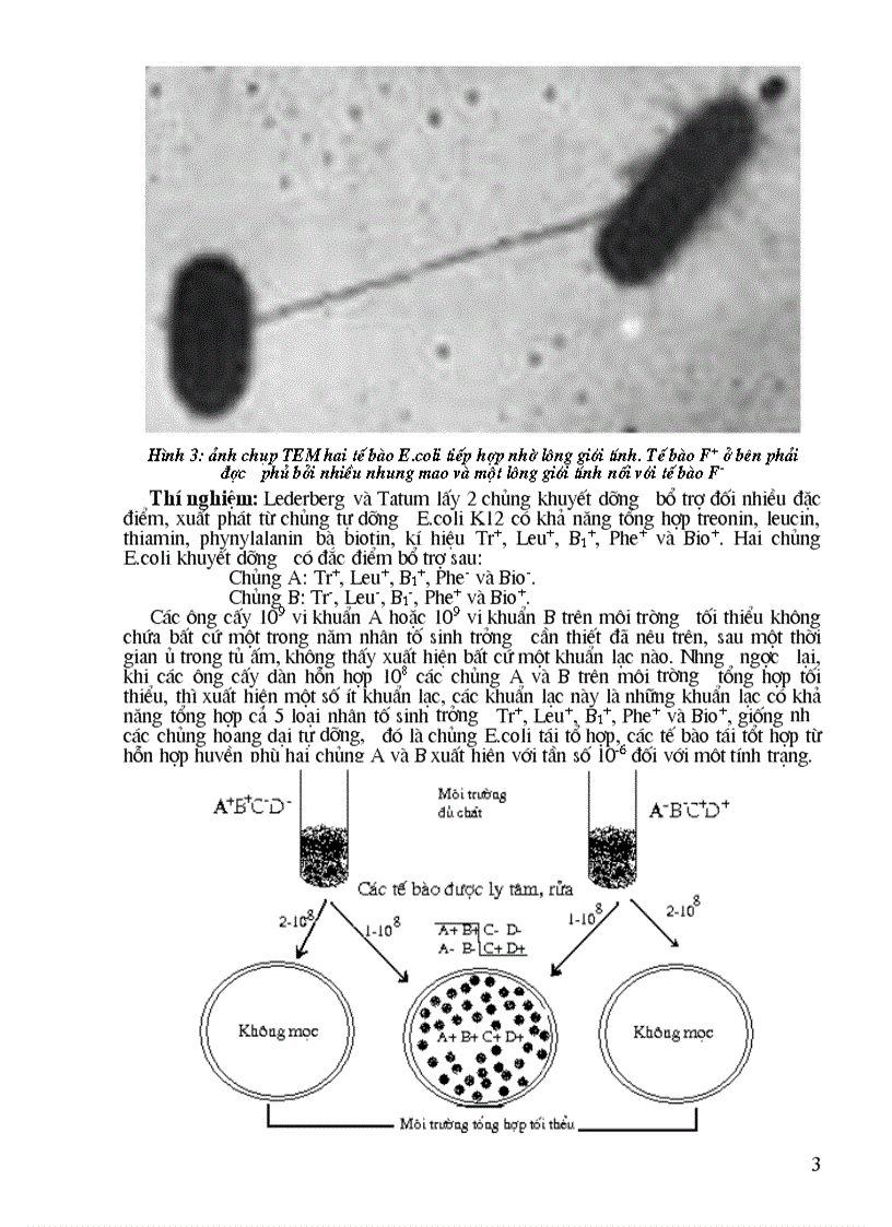 image for page Quá trình biến nạp tải nạp và tiếp hợp ở vi khuẩn