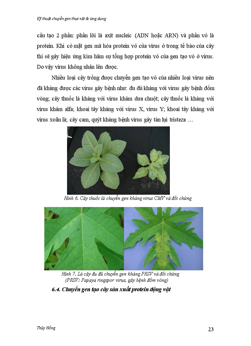 image for page Kỹ thuật chuyển gen thực vật ứng dụng
