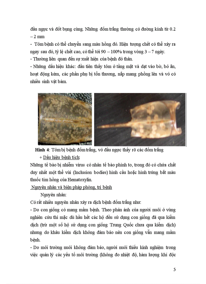 image for page Điều tra tình hình dịch bệnh trên các đối tượng nuôi thủy sản ở địa bàn Đồng Hới Quảng Bình