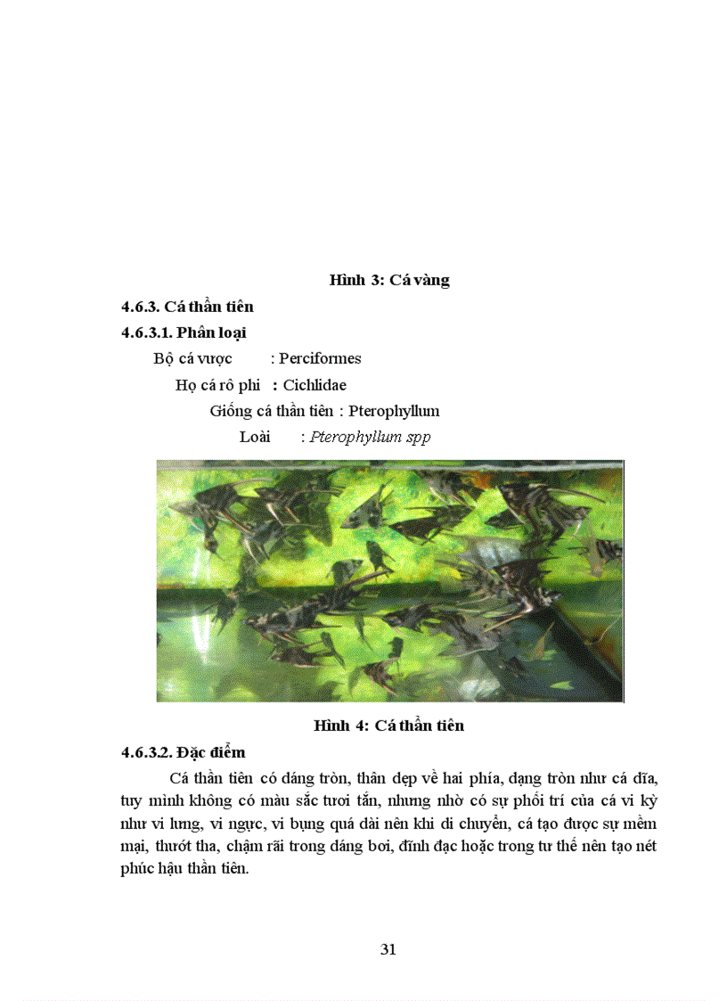 image for page Điều tra tình hình nuôi và chơi cá cảnh trên địa bàn Thành phố Huế