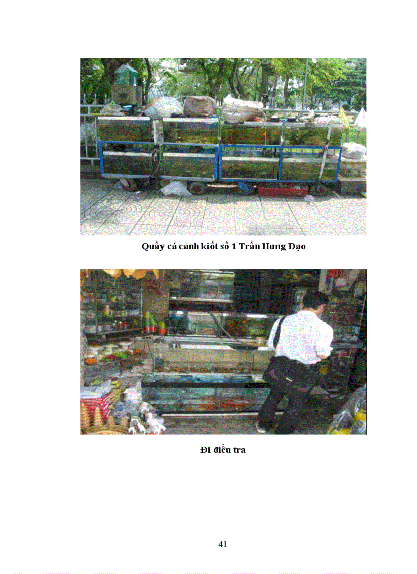 image for page Điều tra tình hình nuôi và chơi cá cảnh trên địa bàn Thành phố Huế