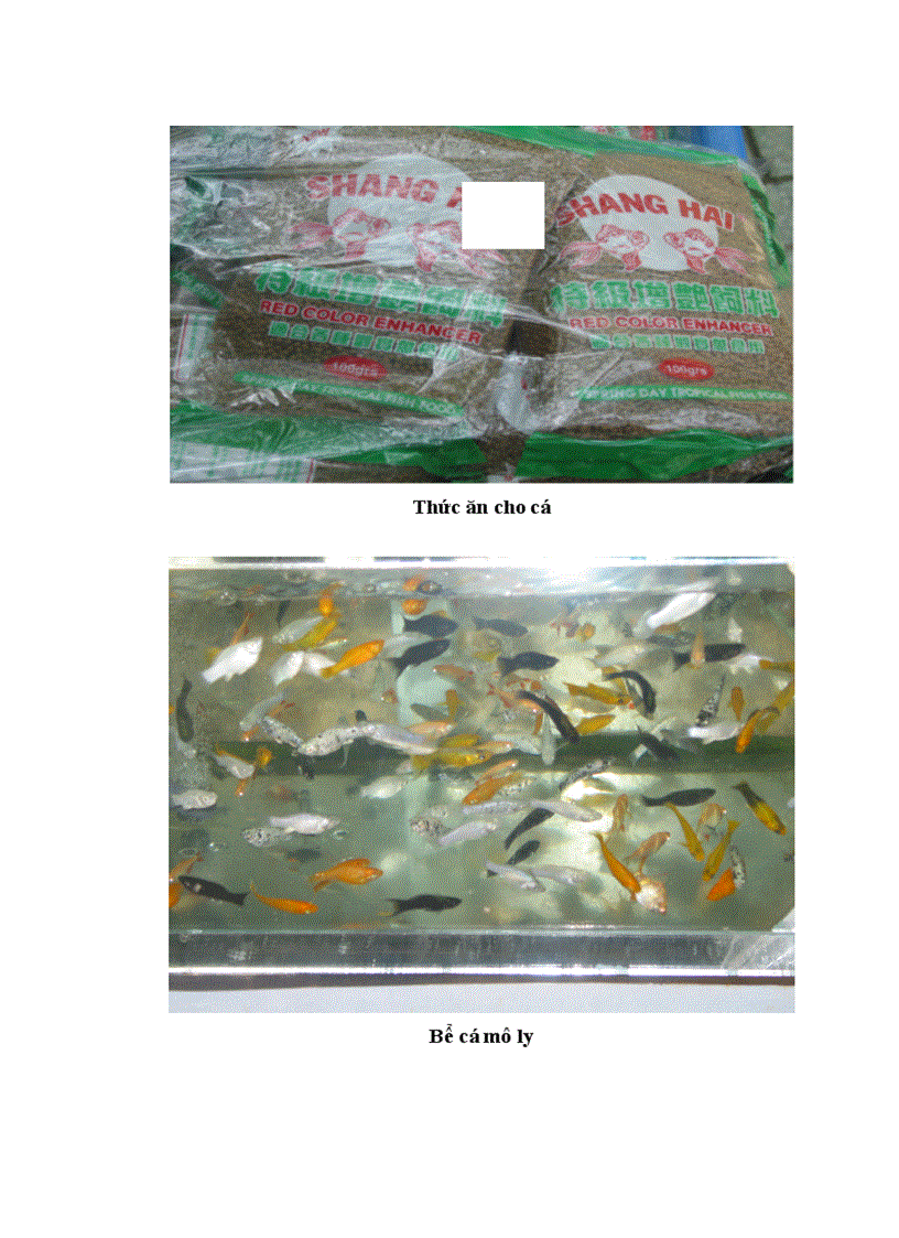 image for page Điều tra tình hình nuôi và chơi cá cảnh trên địa bàn Thành phố Huế