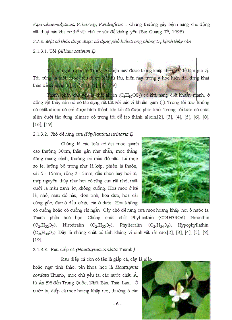 Nghiên cứu thử nghiệm một số loại thảo dược có tác dụng kháng khuẩn trên một số loài vi khuẩn phân lập được từ tôm sú giống Penaeus monodon nuôi ở Phú Hải Phú Vang Thừa Thiên Huế