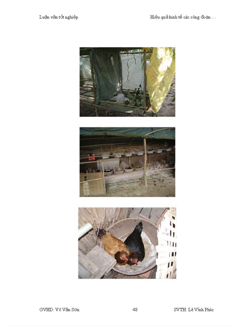 image for page Hiệu quả kinh tế của các công đoạn chăn nuôi giết mổ và phân phối sản phẩm thịt gà tại thành phố Cần Thơ