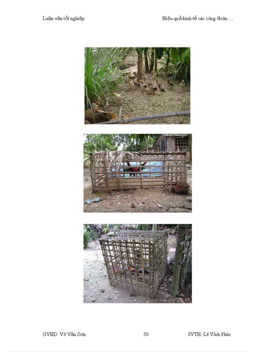 image for page Hiệu quả kinh tế của các công đoạn chăn nuôi giết mổ và phân phối sản phẩm thịt gà tại thành phố Cần Thơ