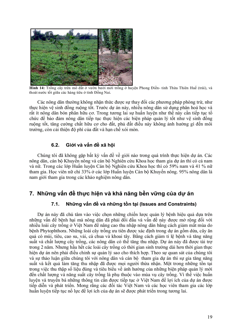 image for page Báo cáo quản lý bệnh phytophthora hại cây trồng ở Việt Nam