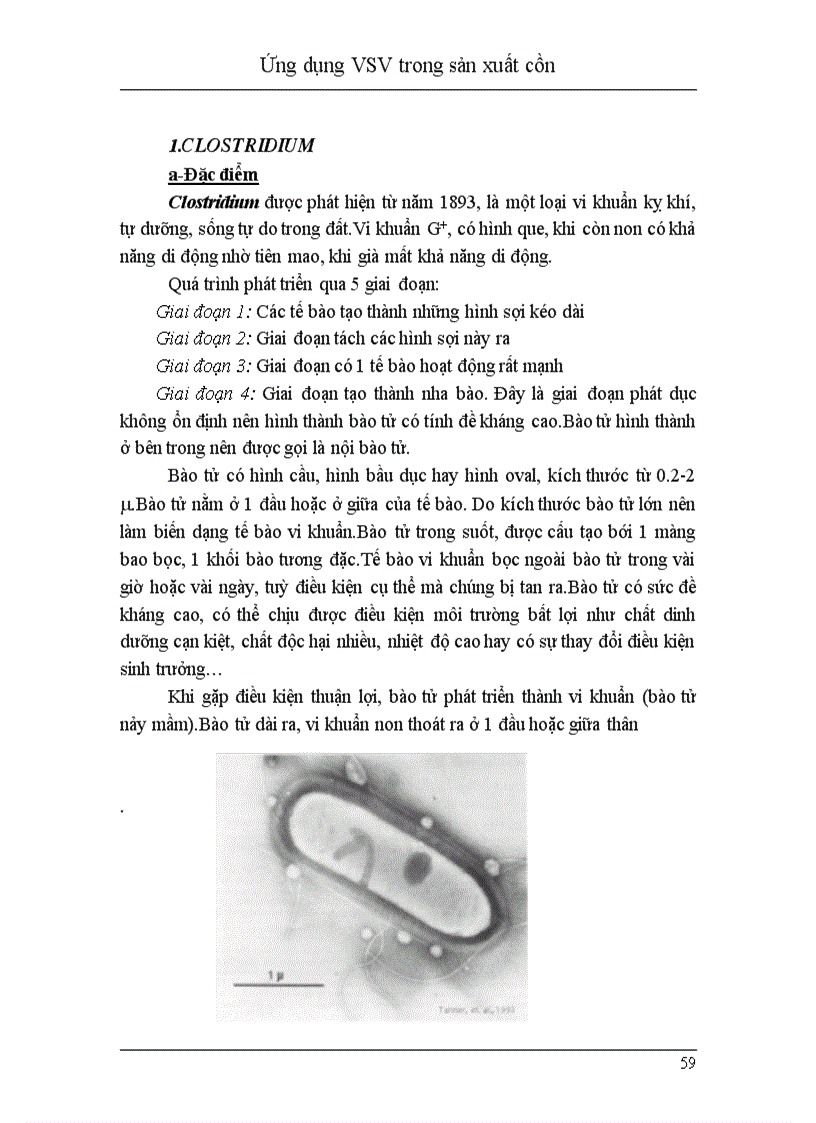 image for page Ứng dụng vi sinh vật trong sản xuất cồn