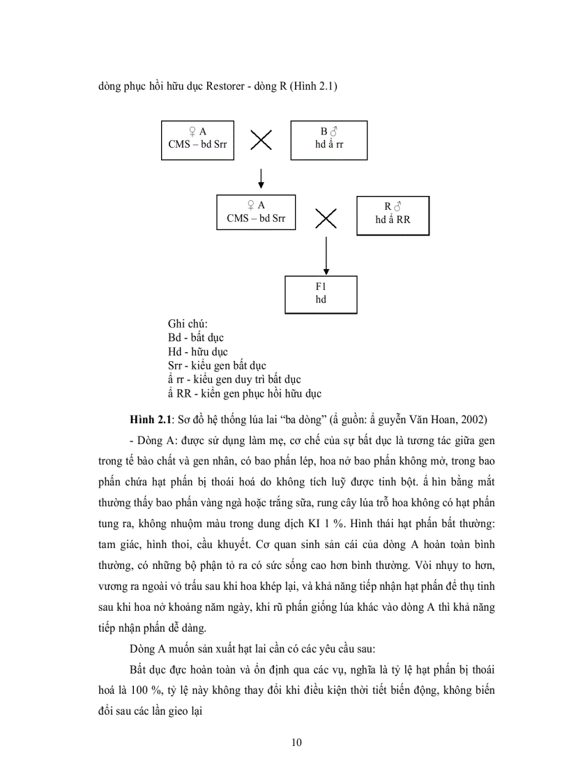 image for page Khảo nghiệm 12 tổ hợp lúa lai và bước đầu nghiên cứu công nghệ sản xuất hạt giống lúa lai f1 hệ ba dòng thích hợp điều kiện tây nguyên