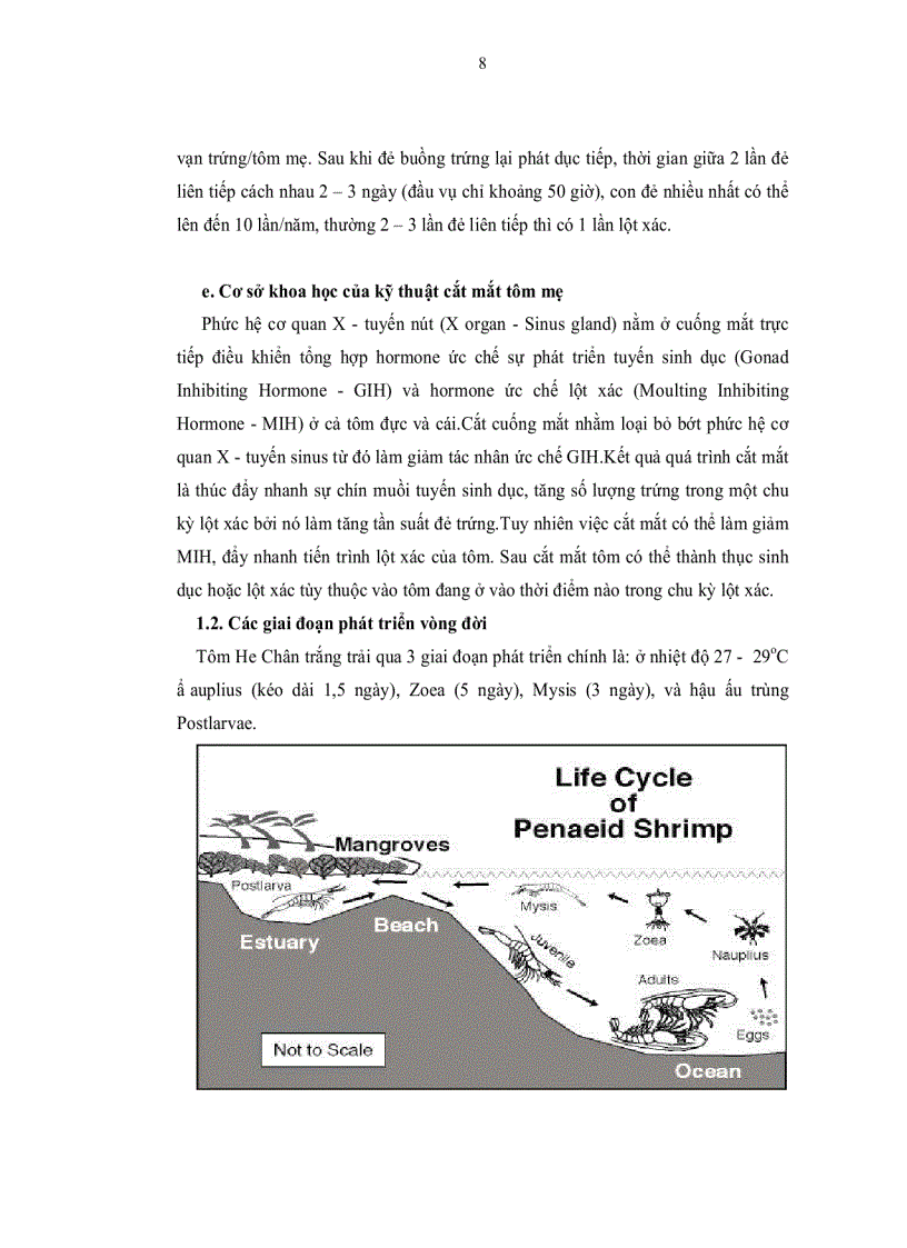 image for page Tìm hiểu quy trình sản xuất giống tôm He Chân trắng Penaeus vannamei Boone 1931 tại vĩnh tân tuy phong bình thuận
