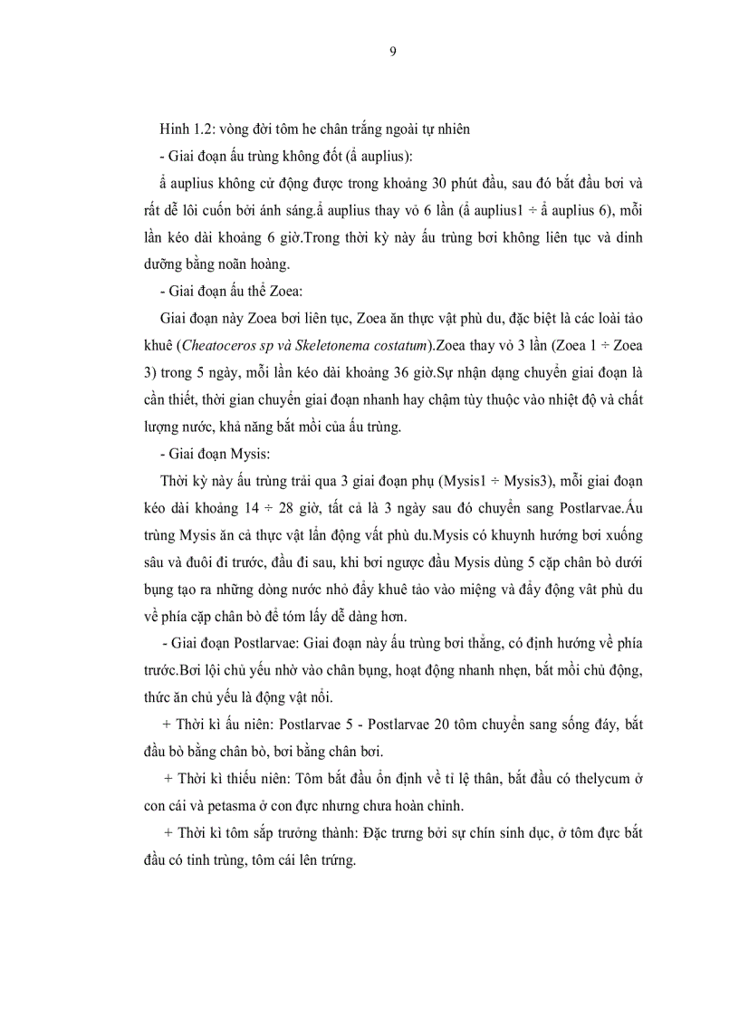 image for page Tìm hiểu quy trình sản xuất giống tôm He Chân trắng Penaeus vannamei Boone 1931 tại vĩnh tân tuy phong bình thuận