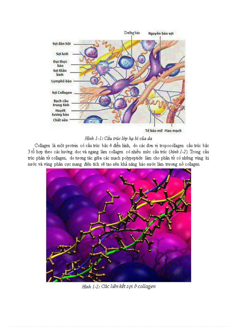 image for page Trích ly Collagen và ứng dụng