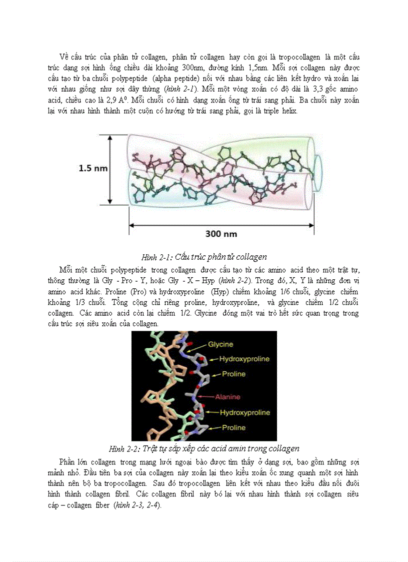 image for page Trích ly Collagen và ứng dụng