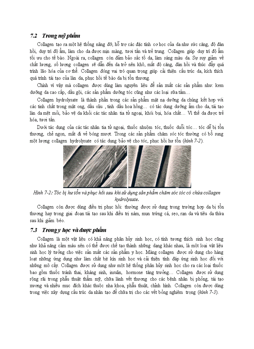 image for page Trích ly Collagen và ứng dụng