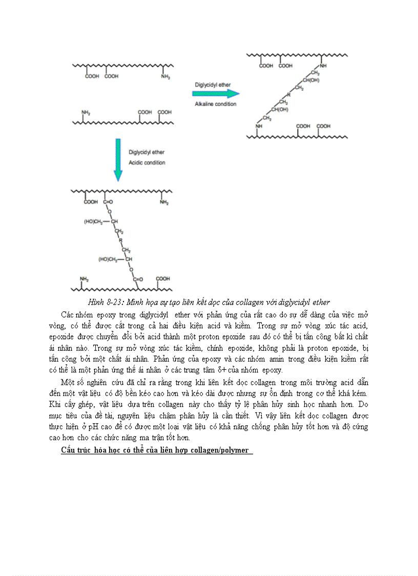 image for page Trích ly Collagen và ứng dụng
