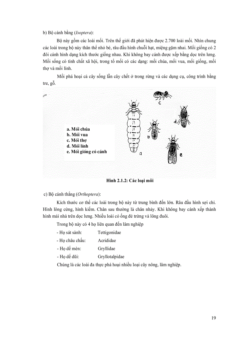 image for page Quản lý sâu bệnh hại rừng trồng