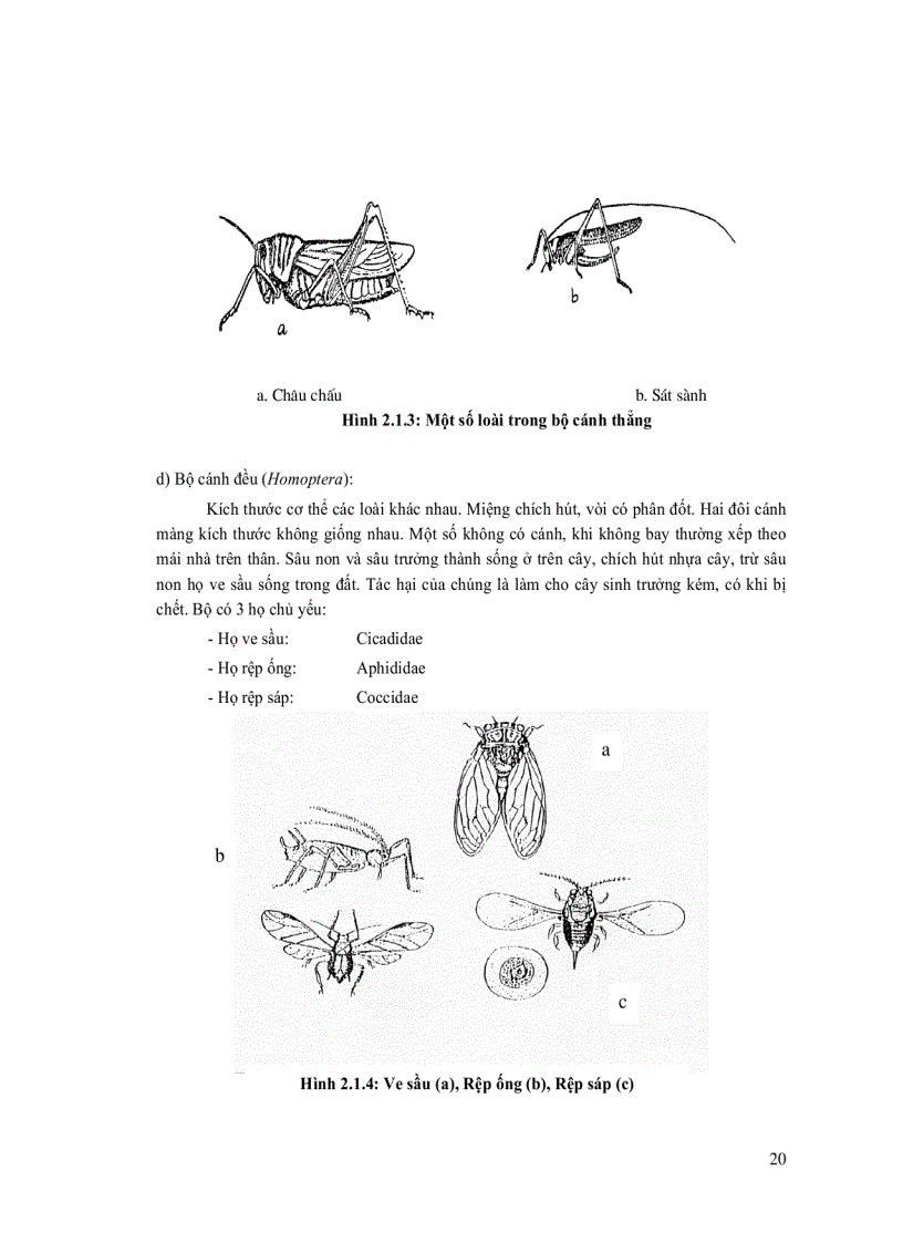 image for page Quản lý sâu bệnh hại rừng trồng