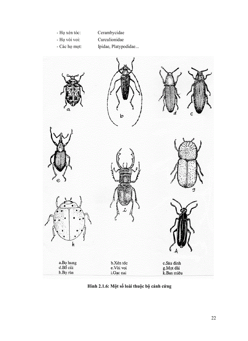 image for page Quản lý sâu bệnh hại rừng trồng