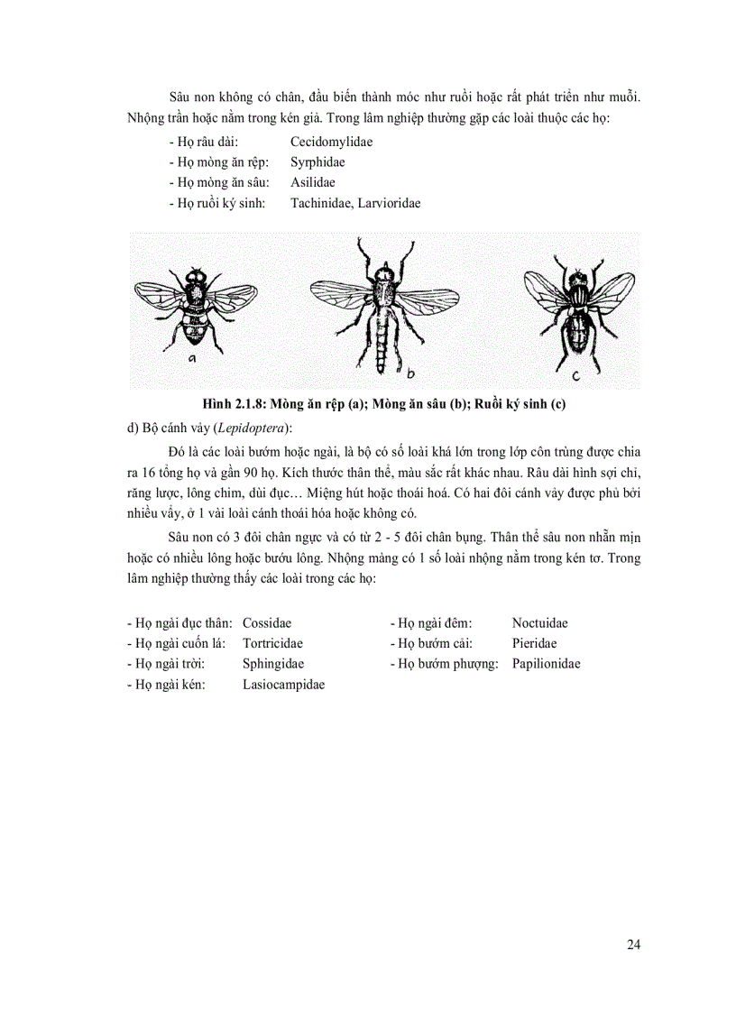 image for page Quản lý sâu bệnh hại rừng trồng