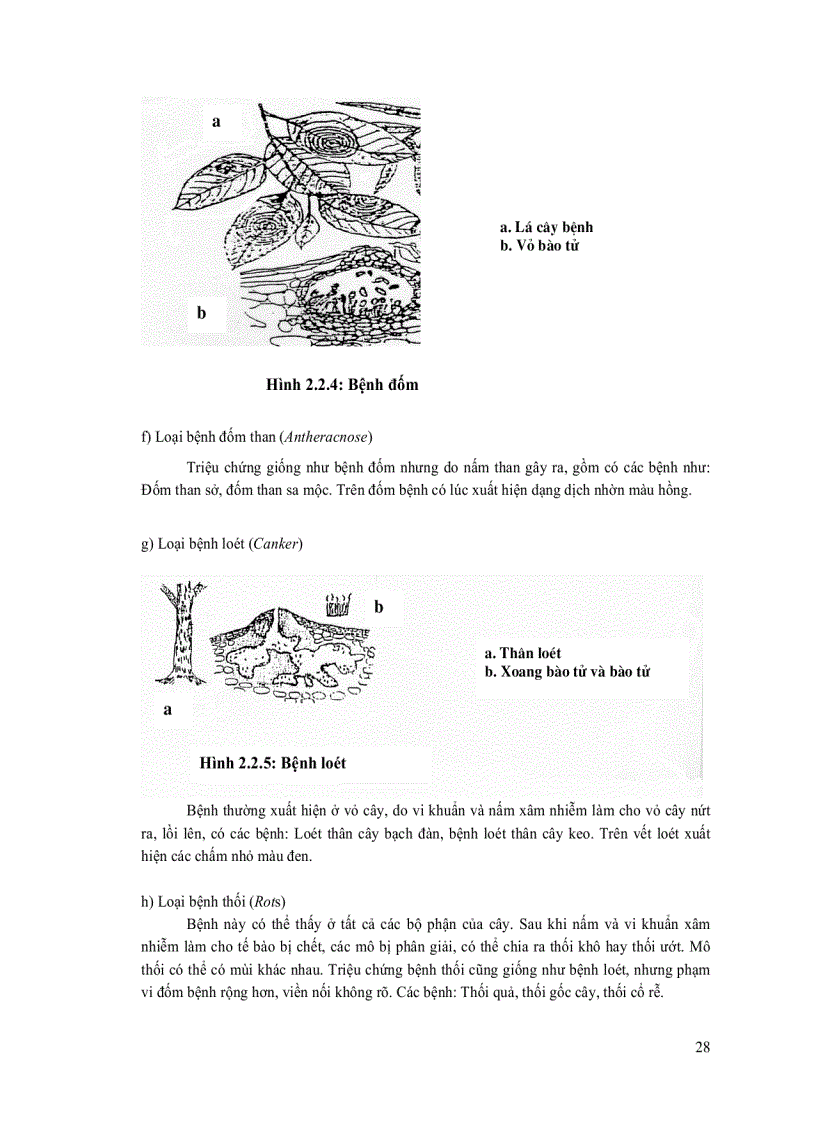 image for page Quản lý sâu bệnh hại rừng trồng