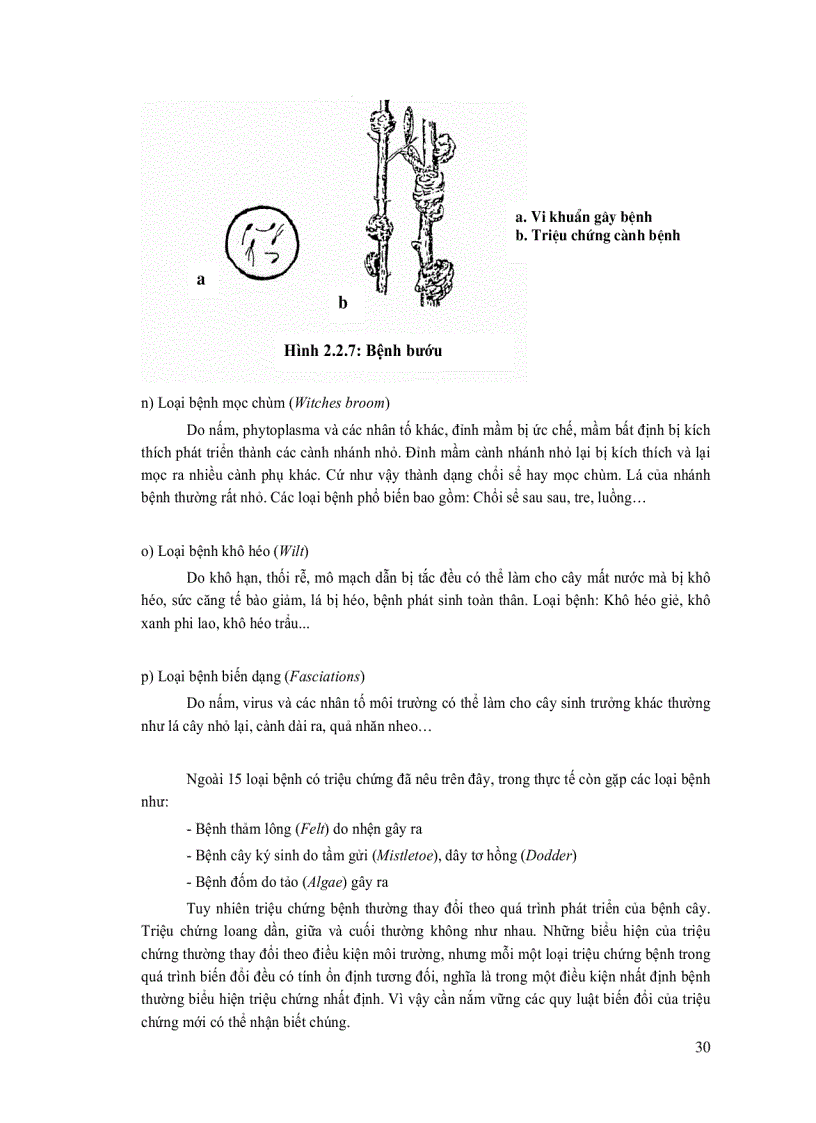 image for page Quản lý sâu bệnh hại rừng trồng
