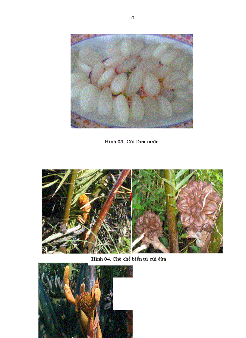 image for page Nghiên cứu hiện trạng phân bố và đặc điểm sinh thái học của loài cây Dừa nước Nypa fruticans Wurmb tại khu vực Trung Trung bộ