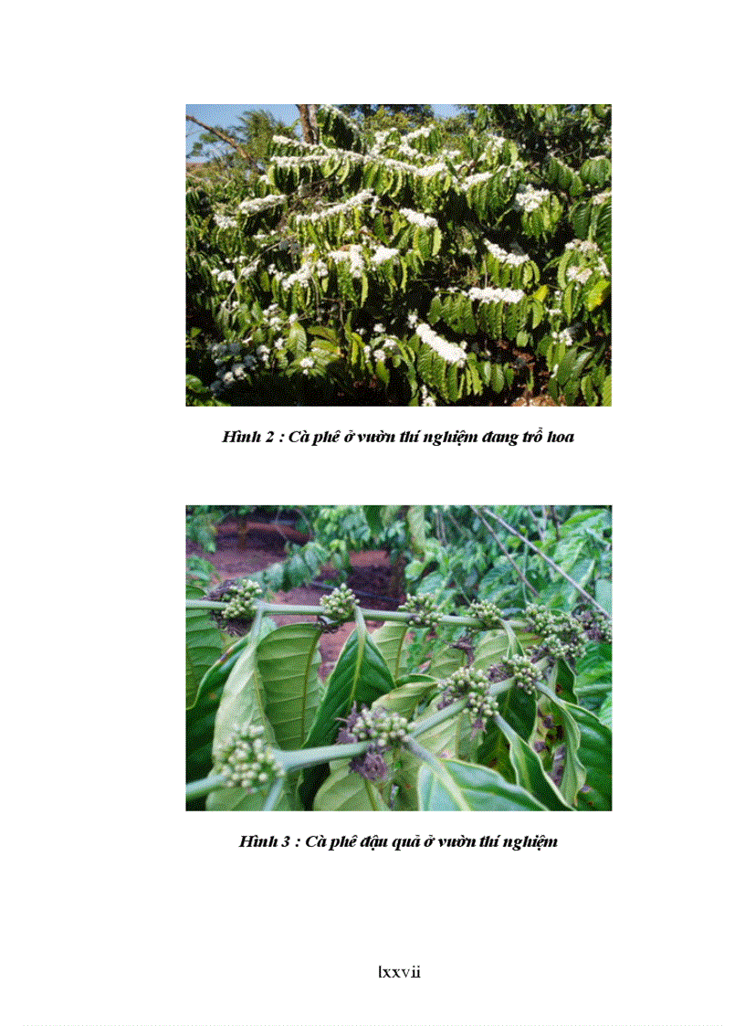 image for page Luận văn thạc sỹ Nghiên cứu ảnh hưởng của một số công thức bón phân đến sinh trưởng phát triển và năng suất cà phê vối trong điều kiện có che bóng và không che bóng tại DakLak