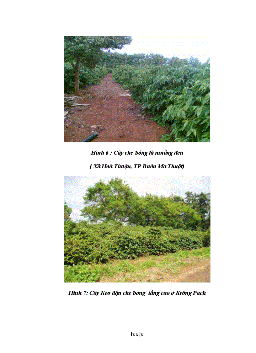 image for page Luận văn thạc sỹ Nghiên cứu ảnh hưởng của một số công thức bón phân đến sinh trưởng phát triển và năng suất cà phê vối trong điều kiện có che bóng và không che bóng tại DakLak