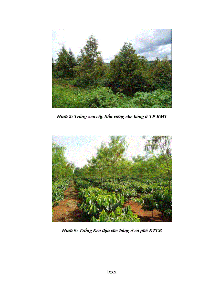 image for page Luận văn thạc sỹ Nghiên cứu ảnh hưởng của một số công thức bón phân đến sinh trưởng phát triển và năng suất cà phê vối trong điều kiện có che bóng và không che bóng tại DakLak