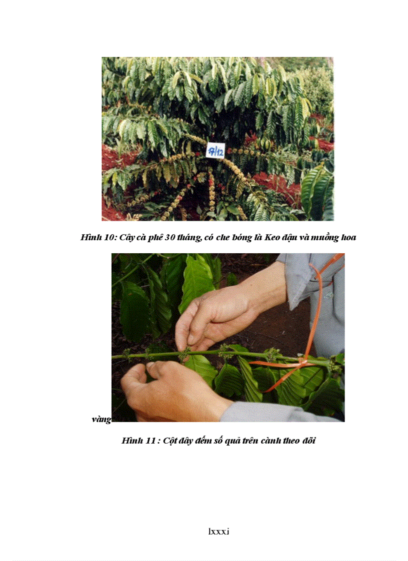 image for page Luận văn thạc sỹ Nghiên cứu ảnh hưởng của một số công thức bón phân đến sinh trưởng phát triển và năng suất cà phê vối trong điều kiện có che bóng và không che bóng tại DakLak