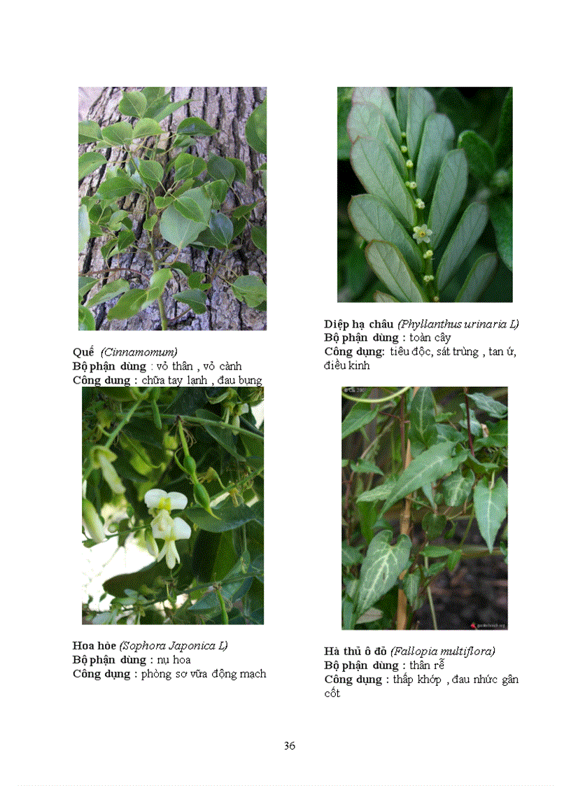 image for page Báo cáo thực tập tại Trạm Y Tế Phường 8 Quận Phú Nhuận Thành Phố Hồ Chí Minh