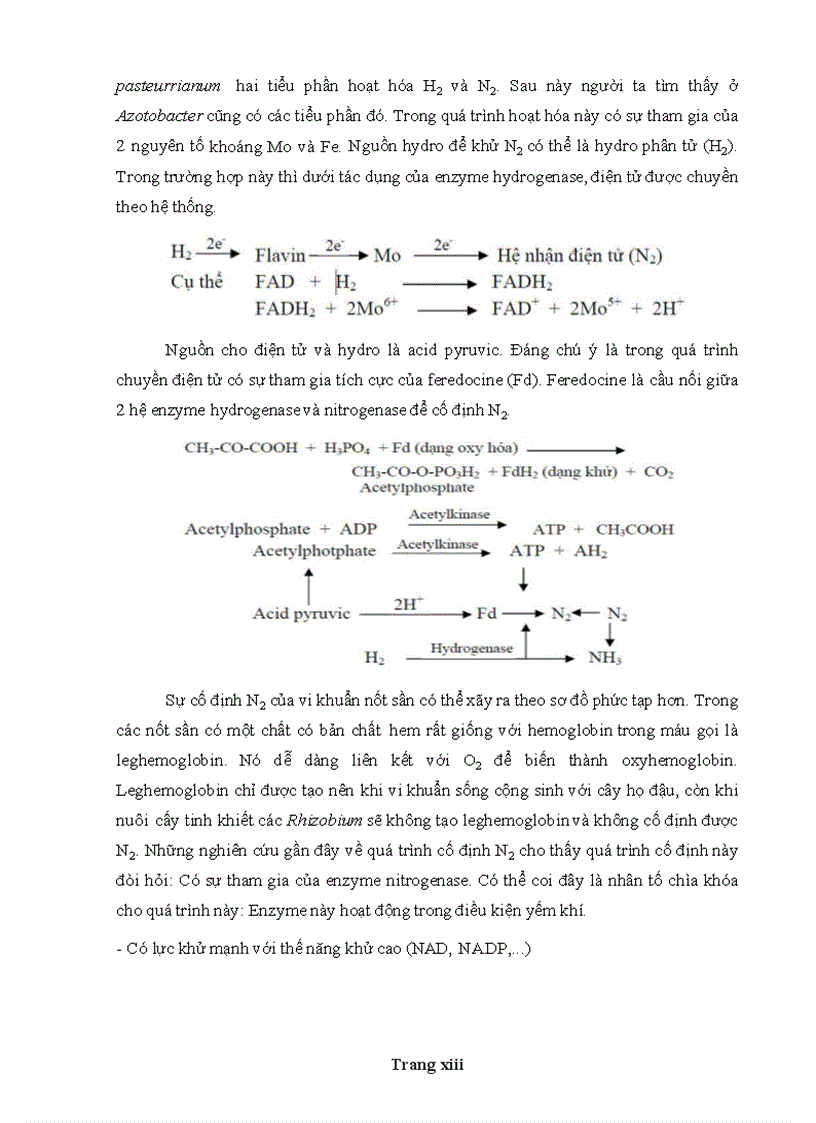 image for page Hiệu quả của vi khuẩn cố định đạm Burkholderia sp trên cây lúa cao sản trồng ở Hậu Giang