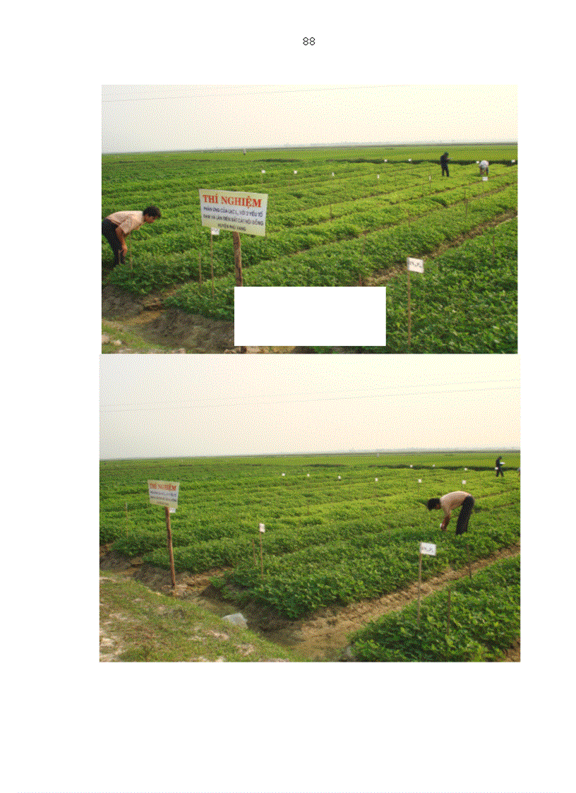 image for page Phản ứng của giống lạc L14 với 2 yếu tố Đạm và Lân trên đất cát nội đồng huyện Phú Vang Thừa Thiên Huế trong vụ Xuân năm 2007