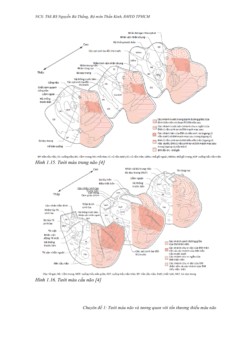 image for page Tưới máu não và tương quan với tổn thương thiếu máu não