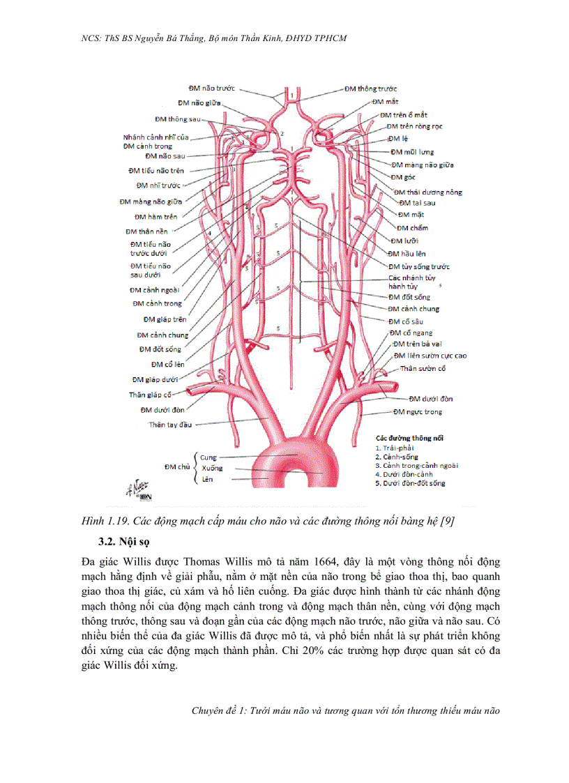 image for page Tưới máu não và tương quan với tổn thương thiếu máu não
