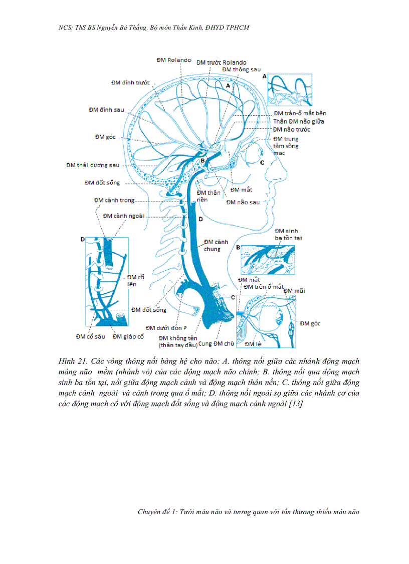image for page Tưới máu não và tương quan với tổn thương thiếu máu não