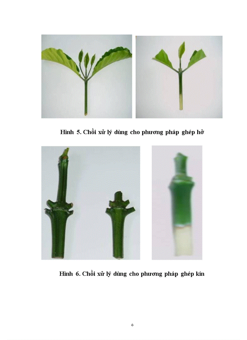 image for page Luận văn thạc sỹ Điều tra đặc điểm sinh trưởng phát triển năng suất và chất lượng của giống cà phê vối Robusta ghép chồi cải tạo ở Đắk Lắk