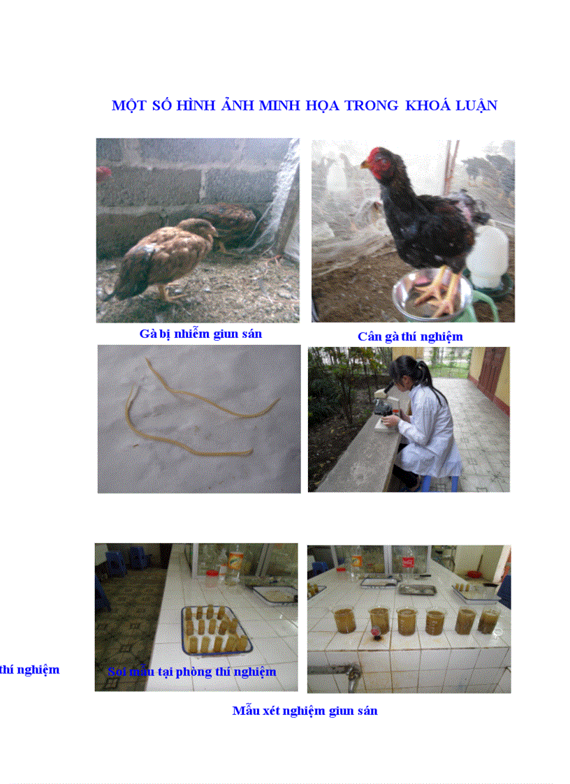 image for page Theo dõi khả năng thích nghi và tình trạng cảm nhiễm các bệnh giun sán trên đàn gà lai F1 Đông Tảo x Lương Phượng ở hai phương thức nuôi nhốt và nuôi bán chăn thả tại Thị trấn Trại Cau Hu