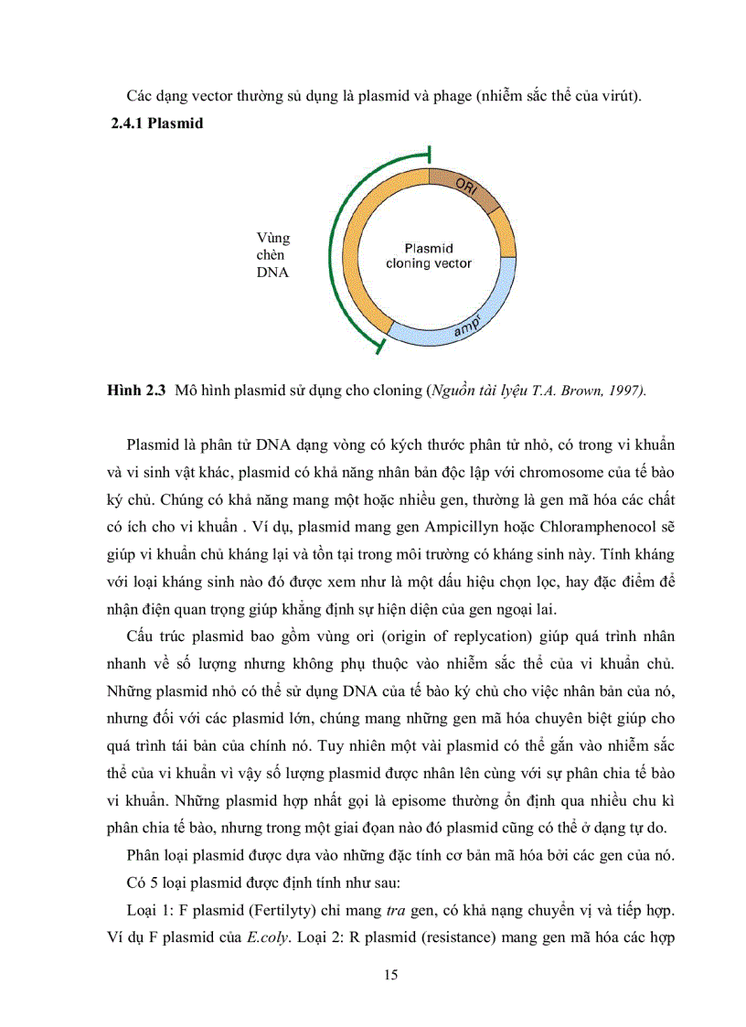 image for page Xây dựng quy trình biến nạp đoạn DNA vào tế bào vi khuẩn E coli DH5α