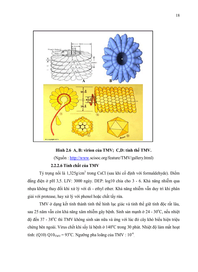 image for page Đánh giá tình trạng nhiễm bệnh virus Cucumber Mosaic Virus Tobacco Mosaic Virus và Tomato Spotted Wilt Virus trên cà chua Solanum lycopersicum ở tỉnh Lâm Đồng bằng kỹ thuật ELISA và bước đầu xây dựng quy trì