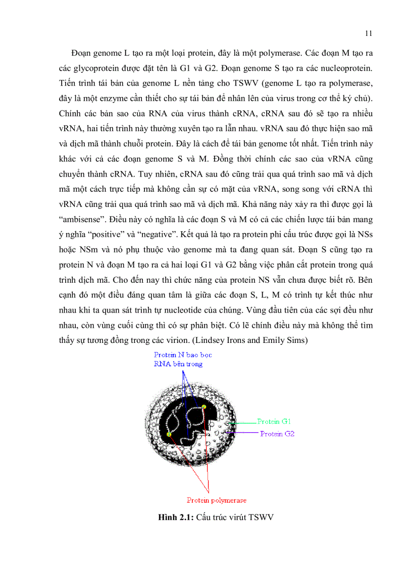 image for page Nghiên cứu hiện trạng nhiễm bệnh TSWV trên cây ớt bằng kỹ thuật ELISA và bước đầu xây dựng phương pháp chẩn đoán bằng kỹ thuật RT PCR