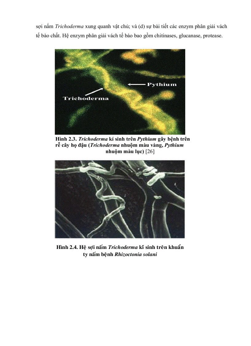 image for page Bước đầu khảo sát mối liên hệ giữa sự hiện diện Trichoderma và các yếu tố của đất